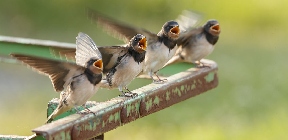 Het Gebruik van Wildcamera’s en Vogelproducten van Camouflage