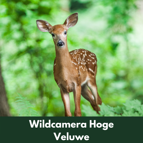 Wildcamera Hoge Veluwe