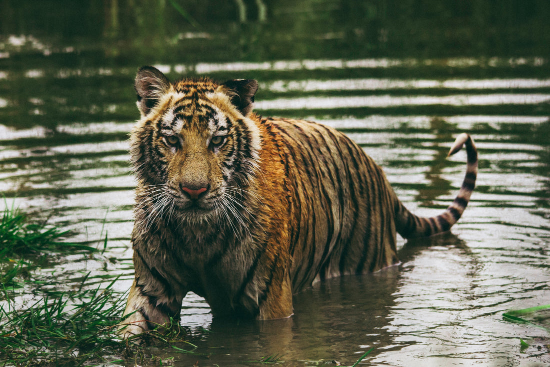 WildcameraXL Unieke Momenten Vastgeled Met Een Wildcamera