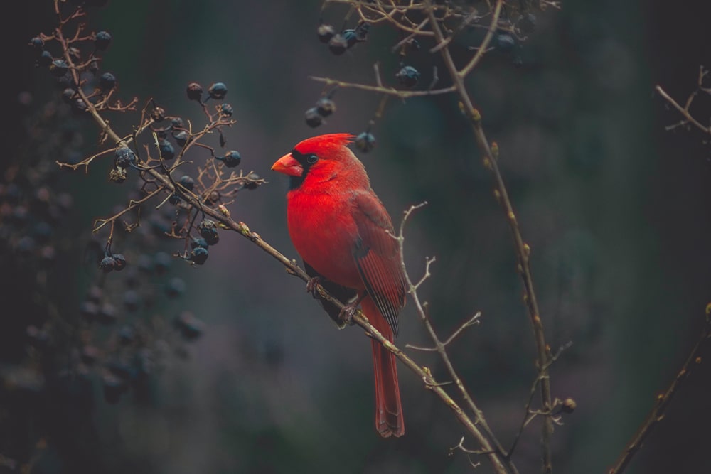 WildcameraXL Vogels Fotograferen Met Een Wildcamera